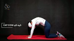 گربه گاو